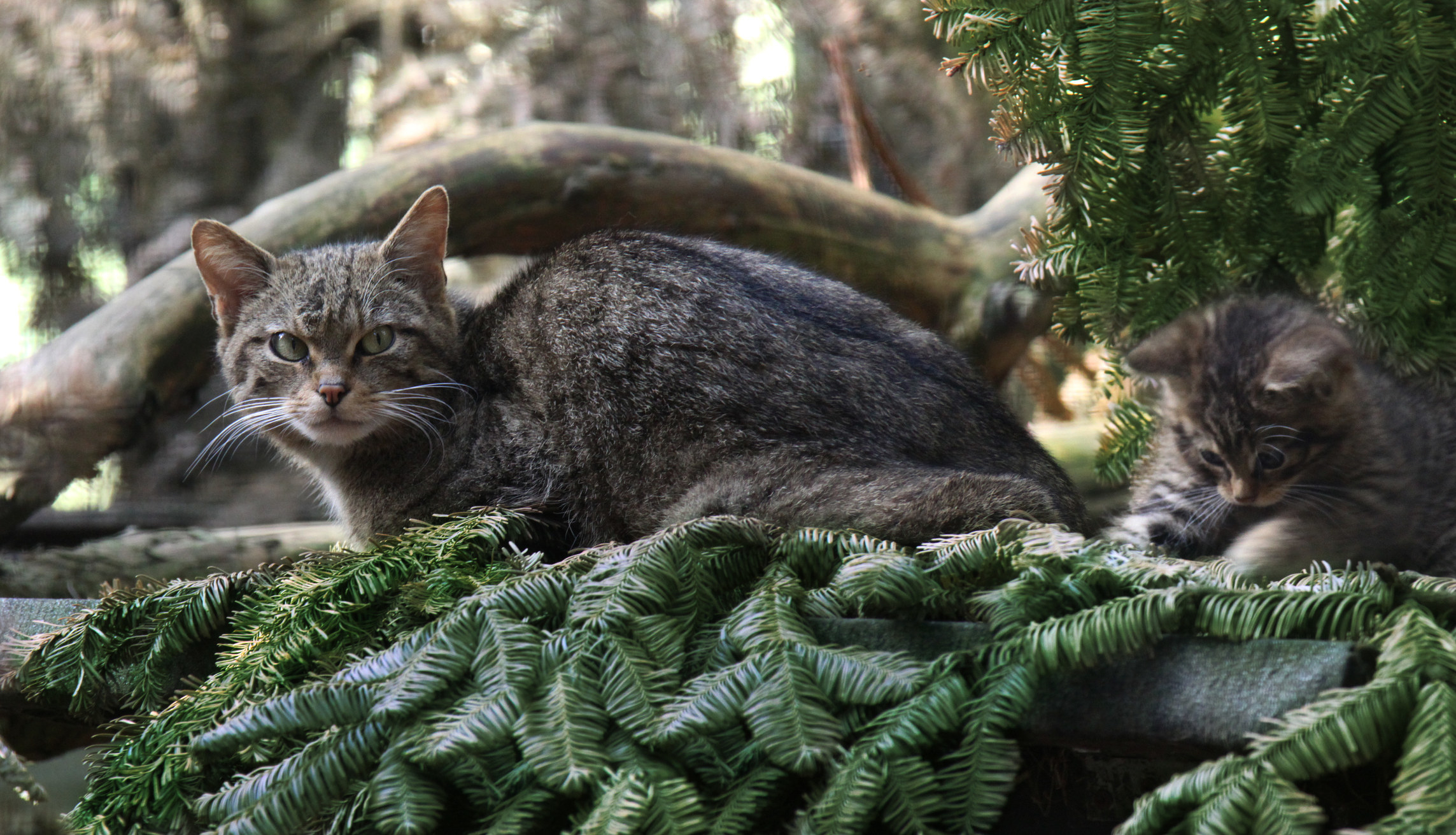 cat and kitten in tree