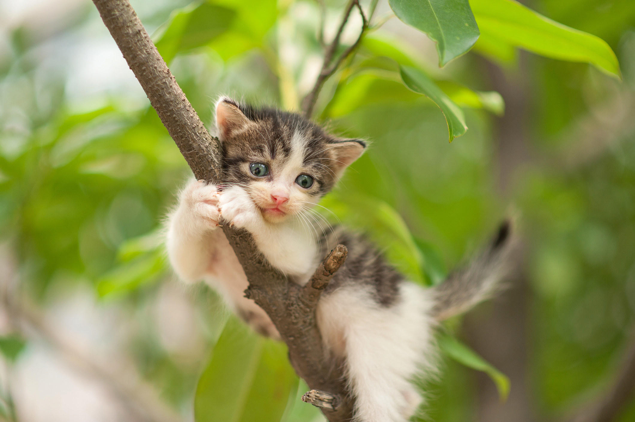 cat hanging off branch