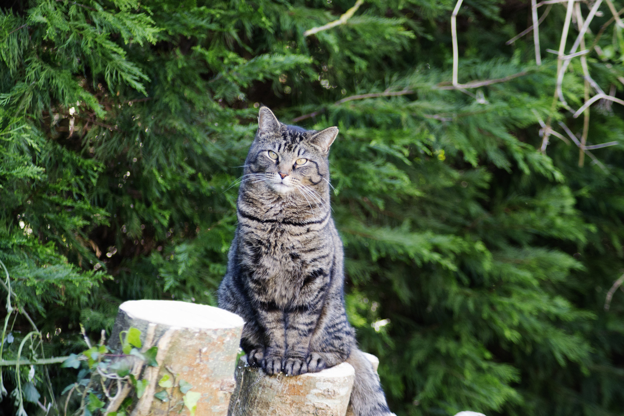 cat on rock