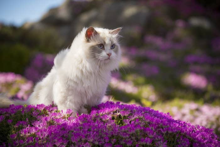 fluffly cat in flowers