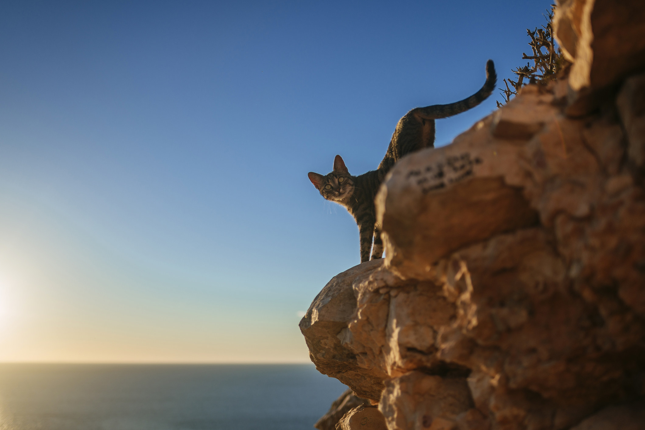 cat on rock ledge