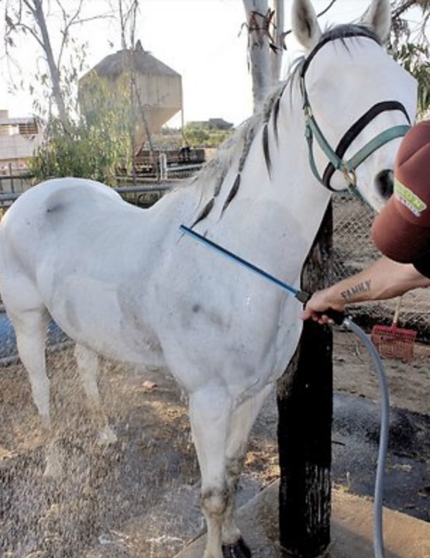 A model washing a horse with a hand held pressure washer