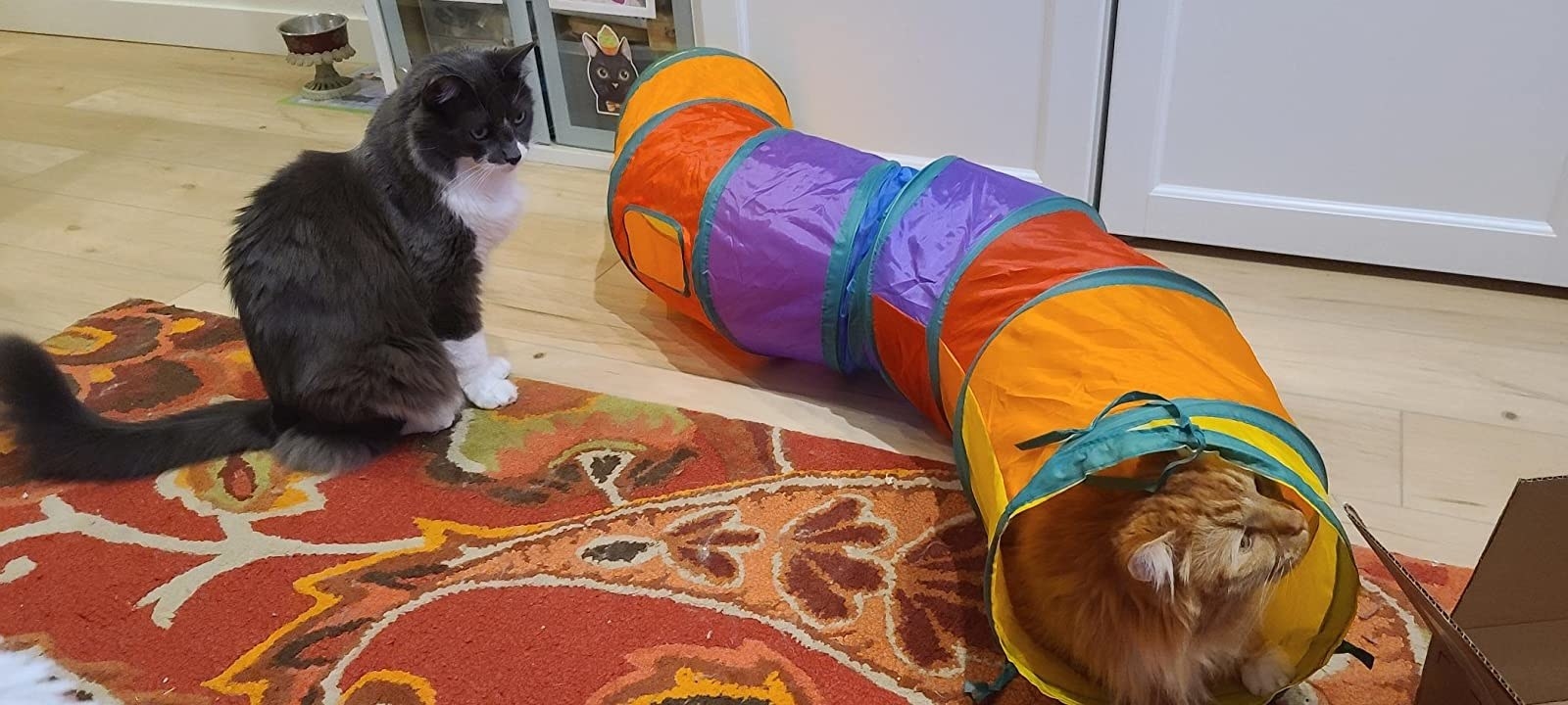 15 Best Toys For Kittens They'll Totally Meow About