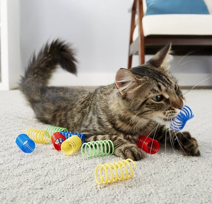Cat playing with multicolored spring toys