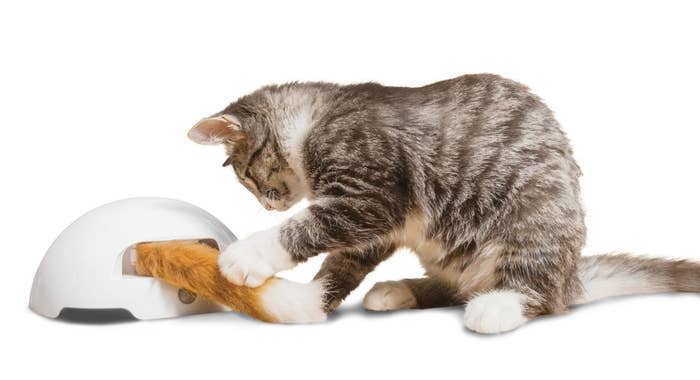 21 Best Cat Toys For Indoor Cats To Have Tons Of Fun