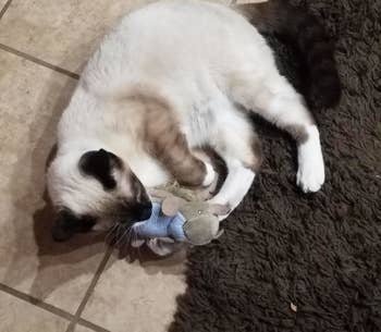 Reviewer's cat holding squirrel plush toy