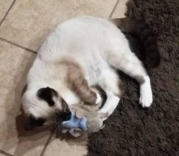 Reviewer's cat holding squirrel plush toy