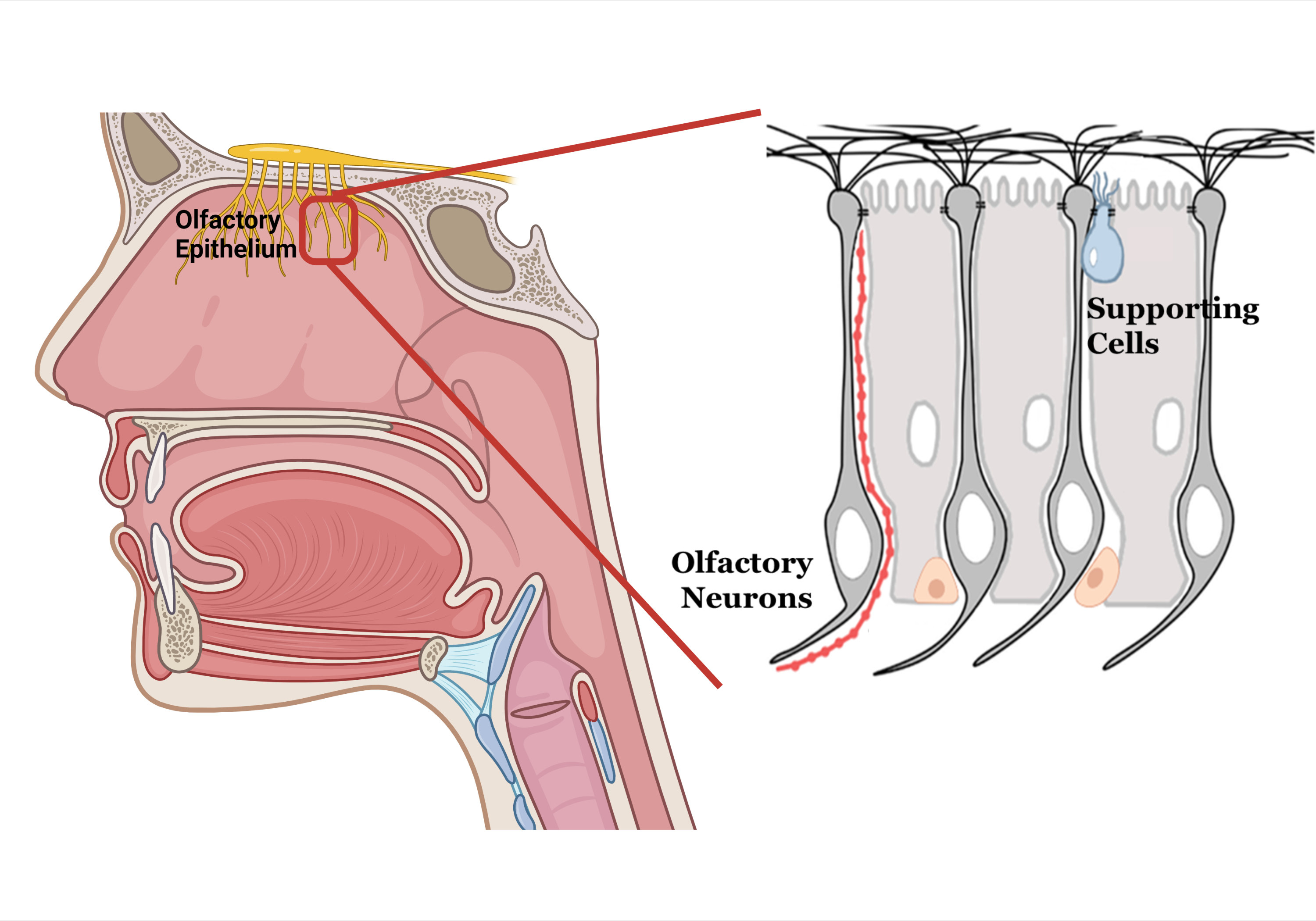 Diagram of the olfactory epithelium, with olfactory neurons and supporting cells, inside the head in the back of the nose