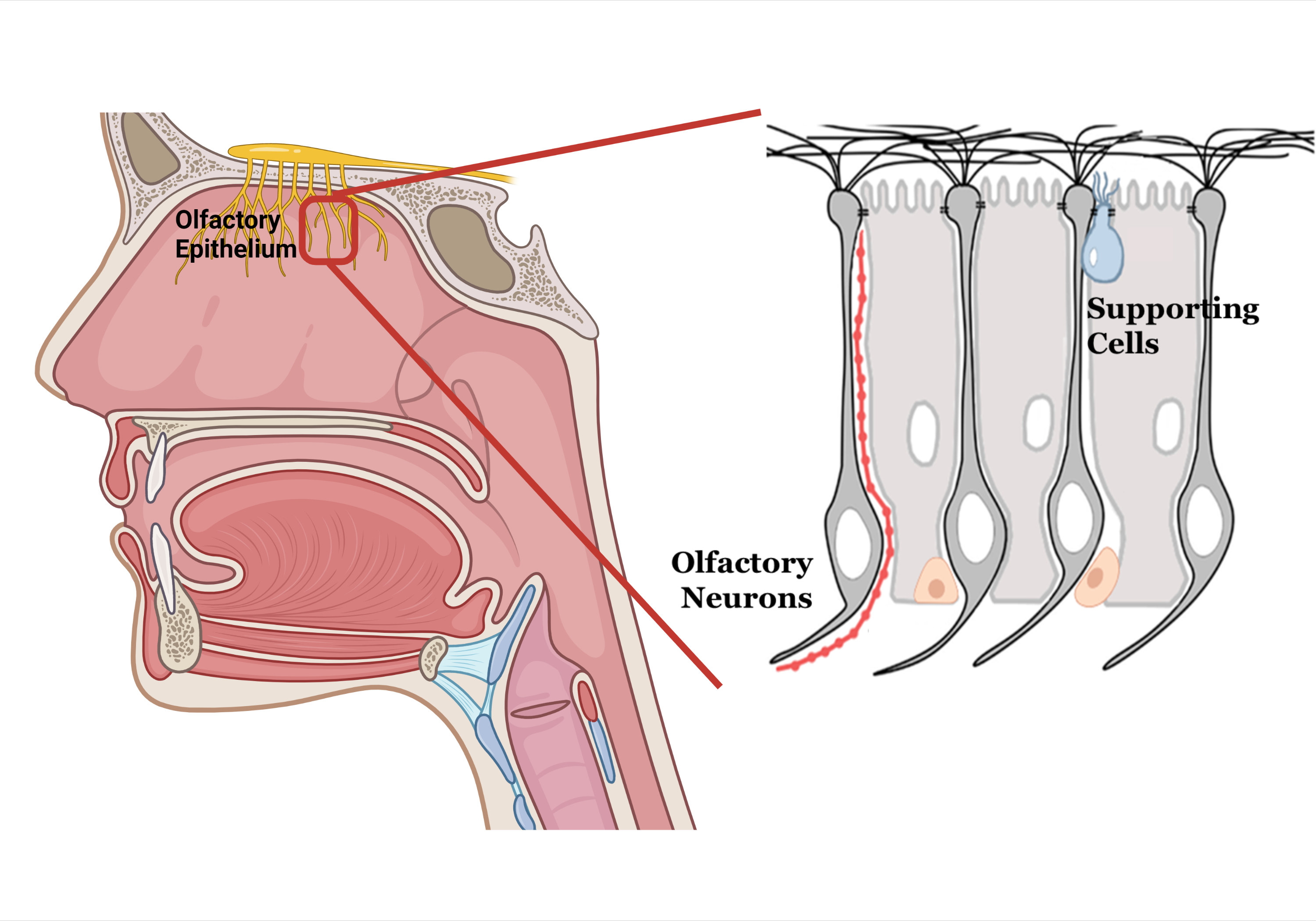 图的嗅觉上皮,嗅觉神经元和支持细胞,在头后面的鼻子