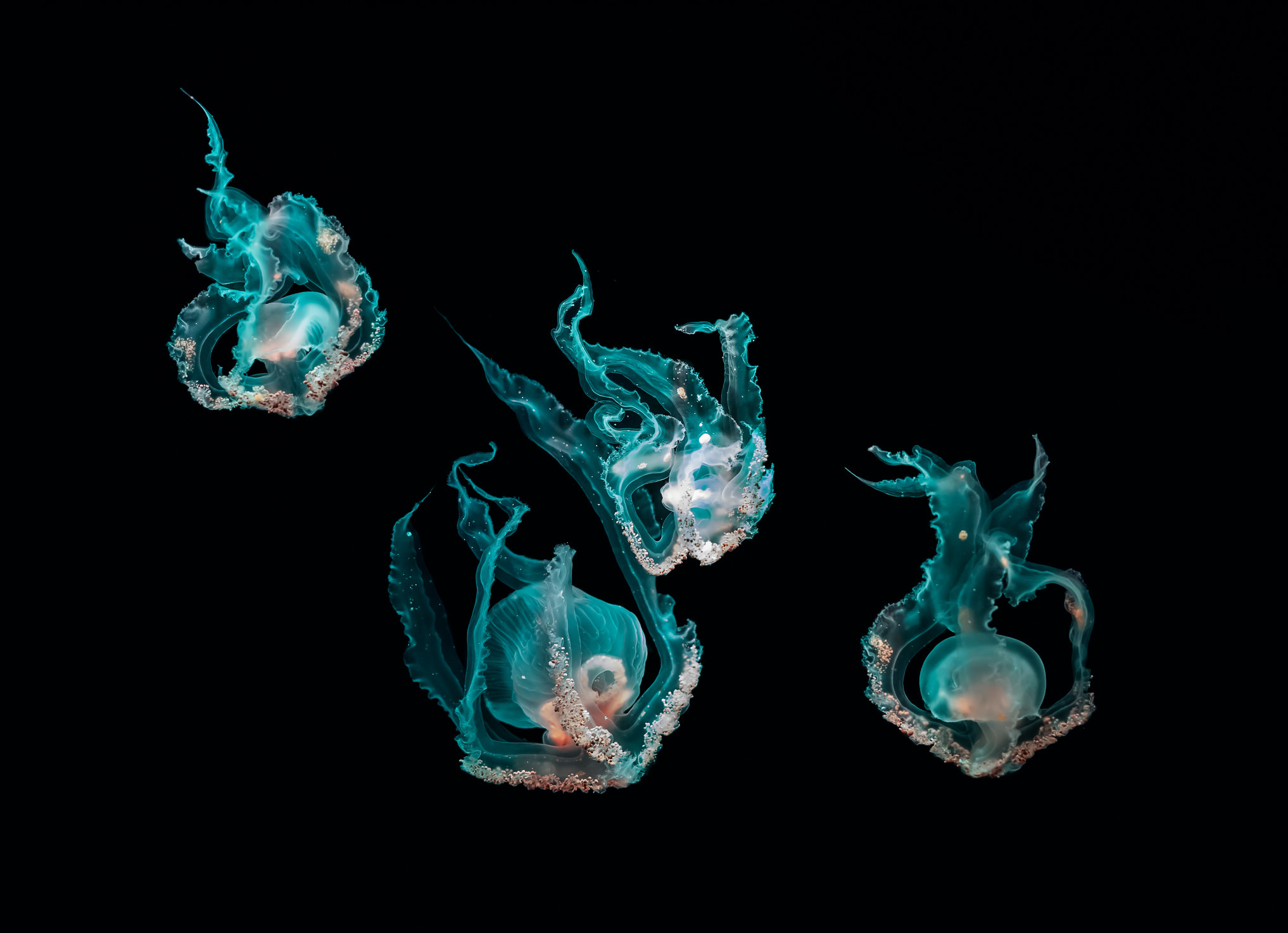 Jellyfish underwater on black background