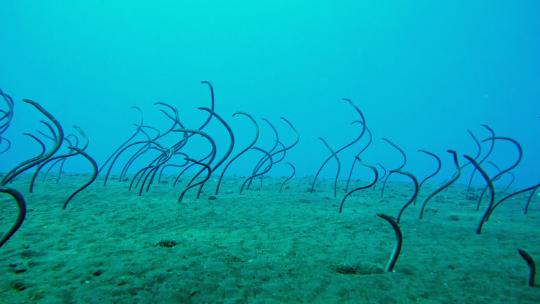 Garden of eels