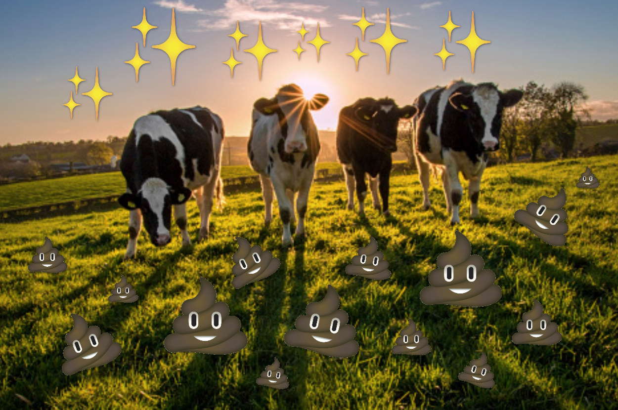 A field of cows with poo emojis and sparkly star emojis on top.