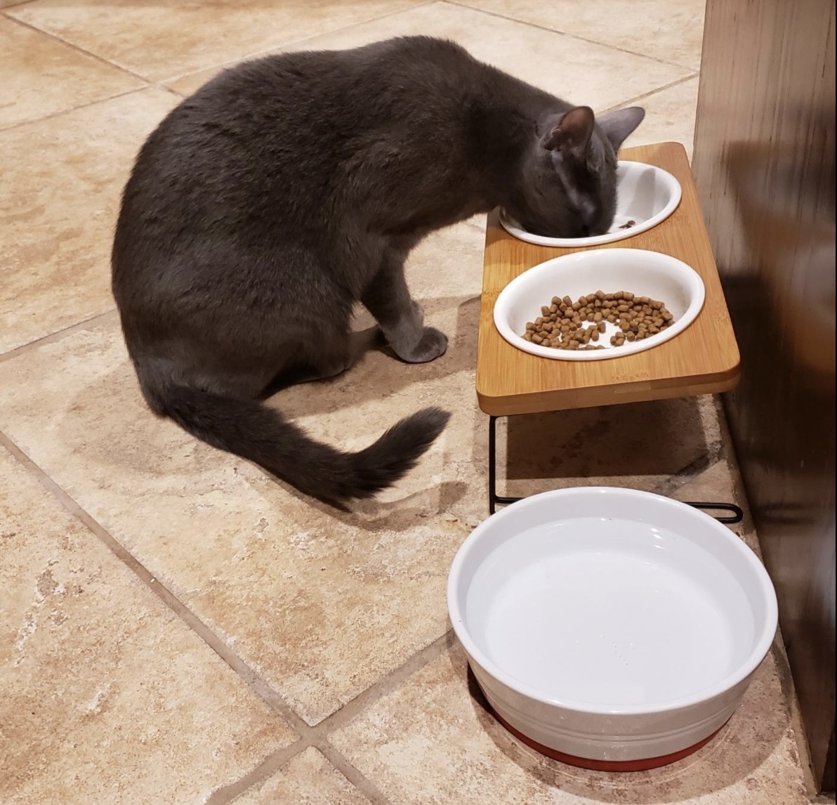 reviewer&#x27;s cat eating and drinking out of the elevated feeding bowls