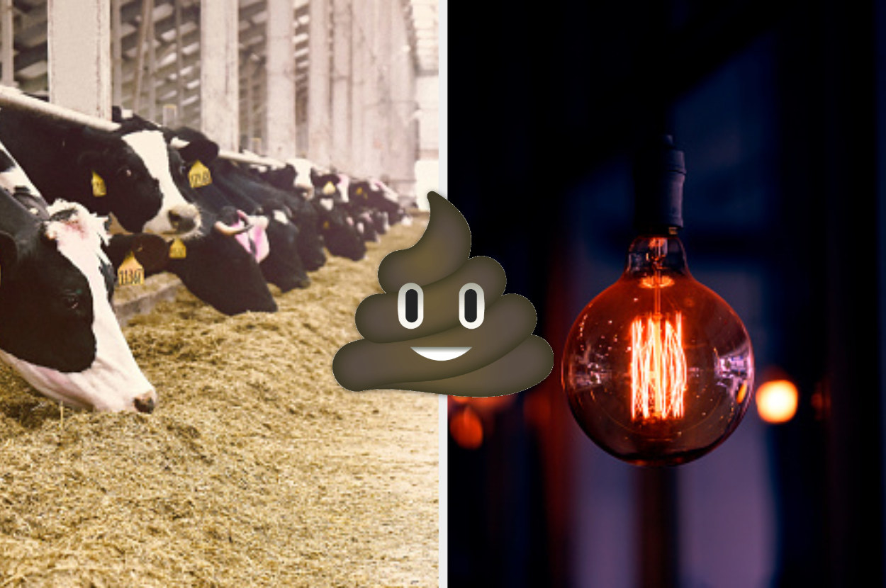 On the left there is a picture of cows in a barn, on the right there is a glowing lightbulb.