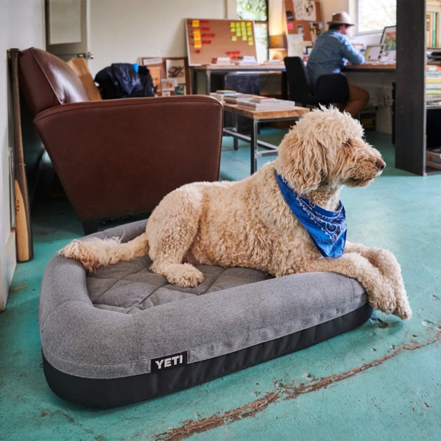 A dog on the dog bed in an office
