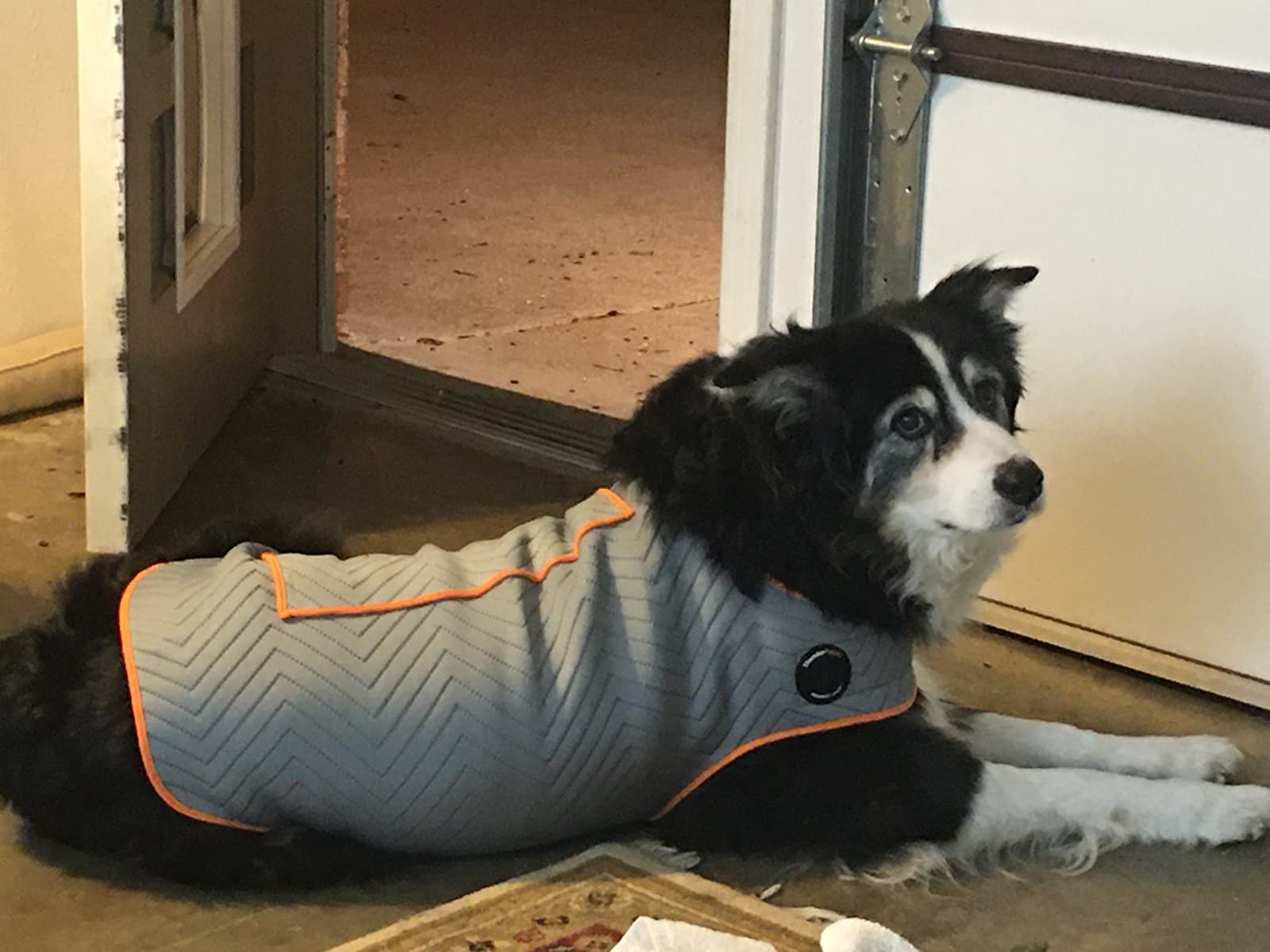 A reviewer&#x27;s senior dog wearing the anxiety jacket