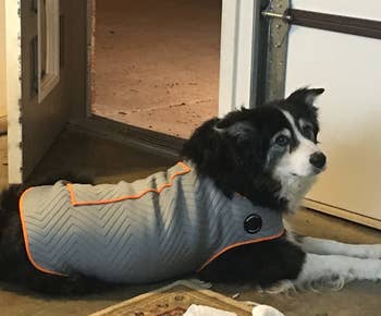 A reviewer's senior dog wearing the anxiety jacket