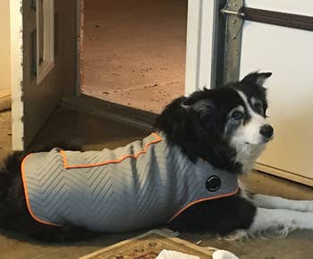 A reviewer's senior dog wearing the anxiety jacket