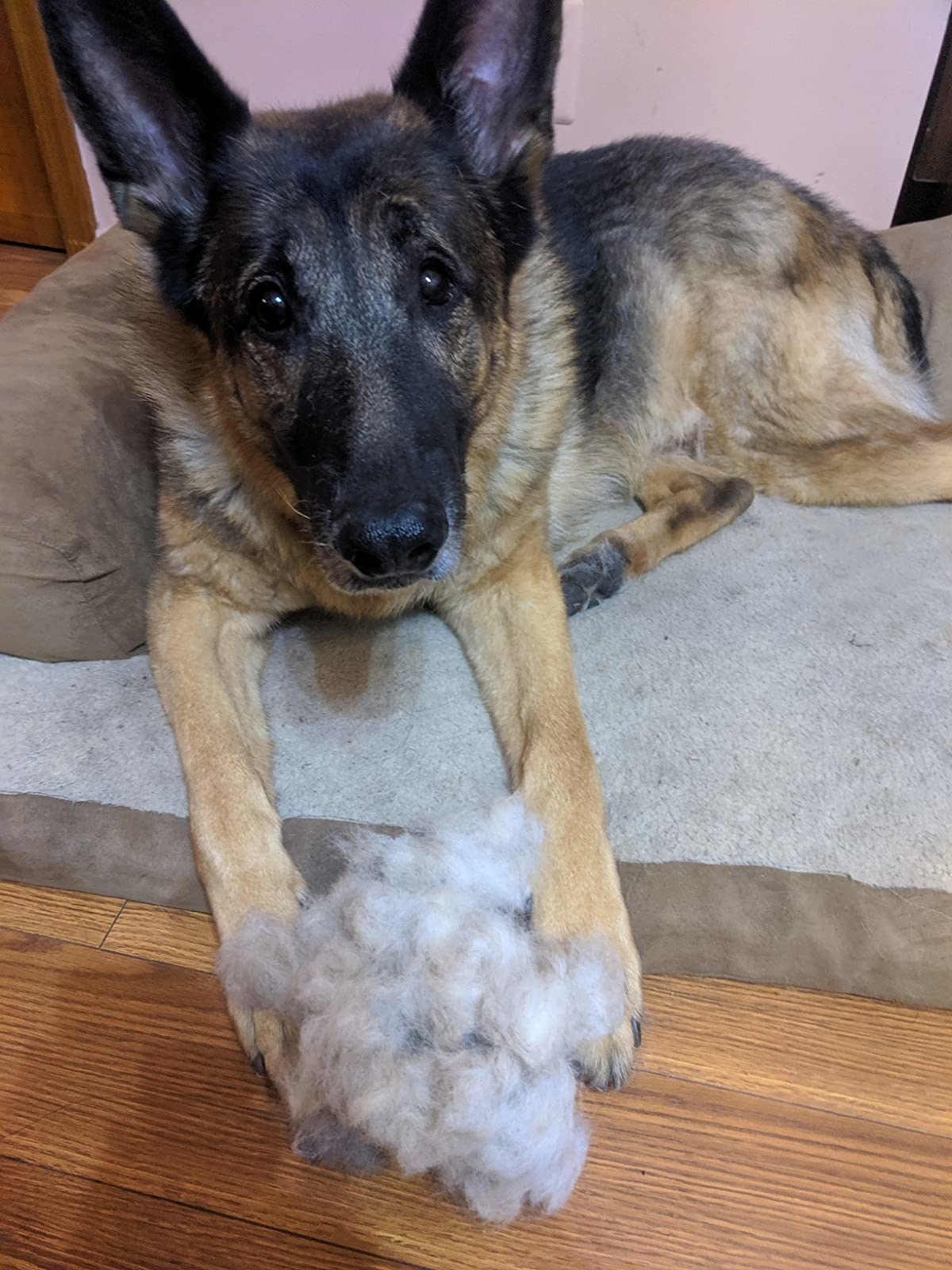 A reviewer&#x27;s dog and a big pile of fluff that the reviewer&#x27;s said came from his hind quarters alone