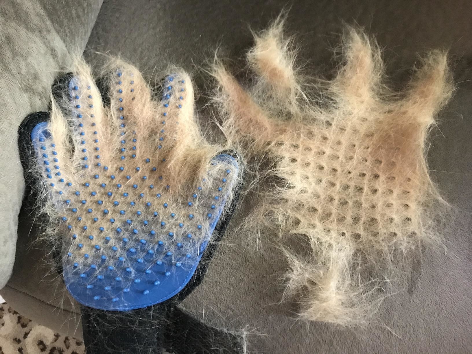 the gloves with a bunch of pet hair on them showing how much fur comes off