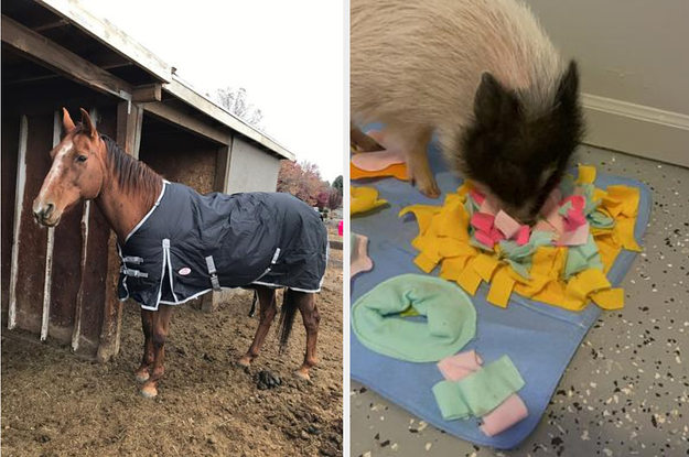 17 Things From Chewy That Are Helpful For Anyone Who Owns Farm Animals