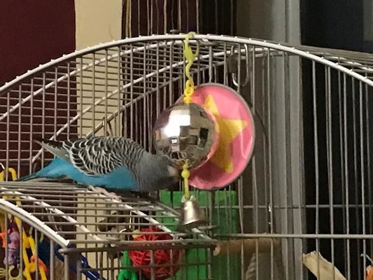 A bird playing with a disco ball