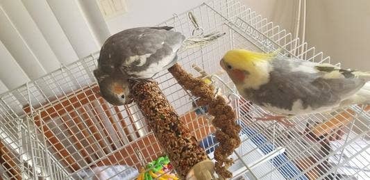 A reviewer photo of birds eating brown spray millet