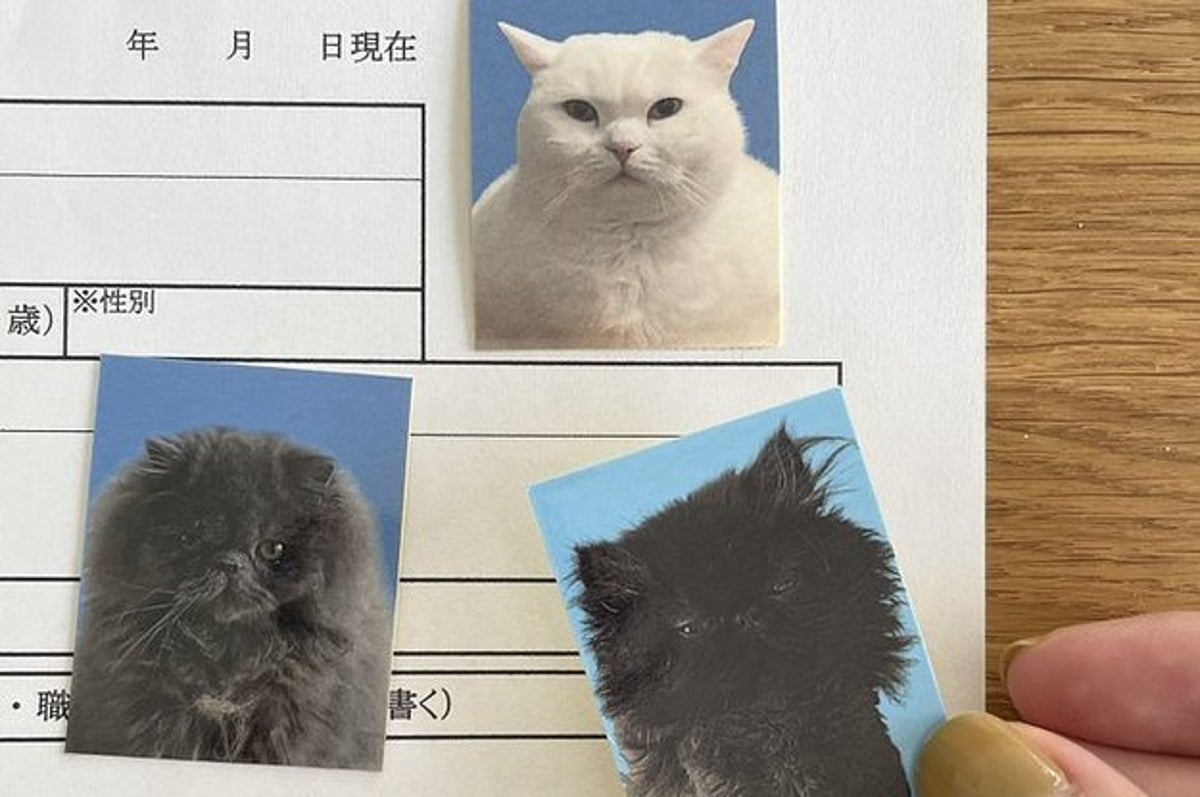 愛猫の証明写真が話題に そりゃあ 我が家も真似したい ってなるよね