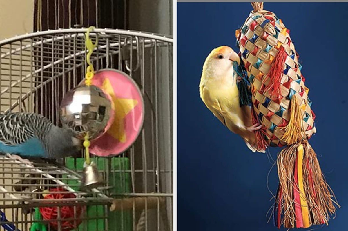 18 Things From Chewy That Are Useful For Bird Owners