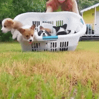 A laundry basket full of puppies is let out on a grassy lawn.