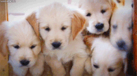 A bunch of fluffy puppies look out of a window.