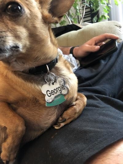 a dog wearing the tag
