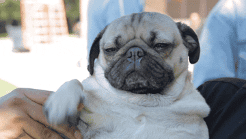 A pug is being forced to wave with its paw.