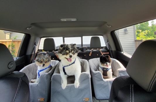 Dogs in booster seats