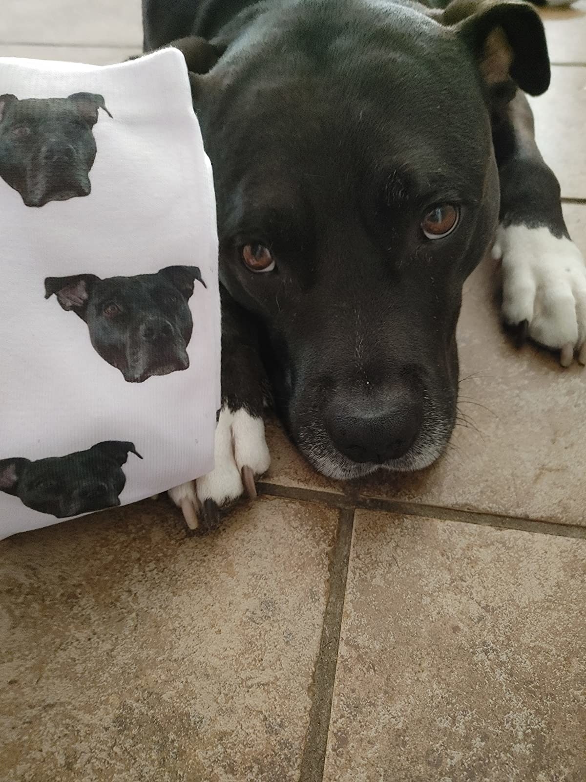 A reviewer's dog with their face on the white socks