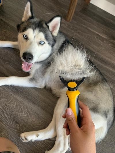 a dog being groomed with the rake
