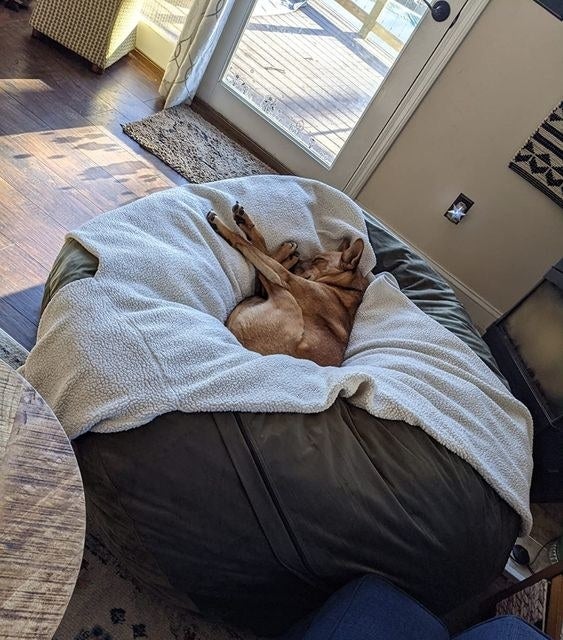 a dog hanging out on brown beanbag in reviewer&#x27;s home