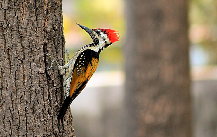 a woodpecker about to peck a tree