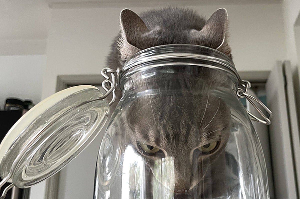 ちょっと笑えて癒される猫画像で 今週も乗り切ろう ちょっと笑えて癒される猫画像で 今週も乗り切ろう