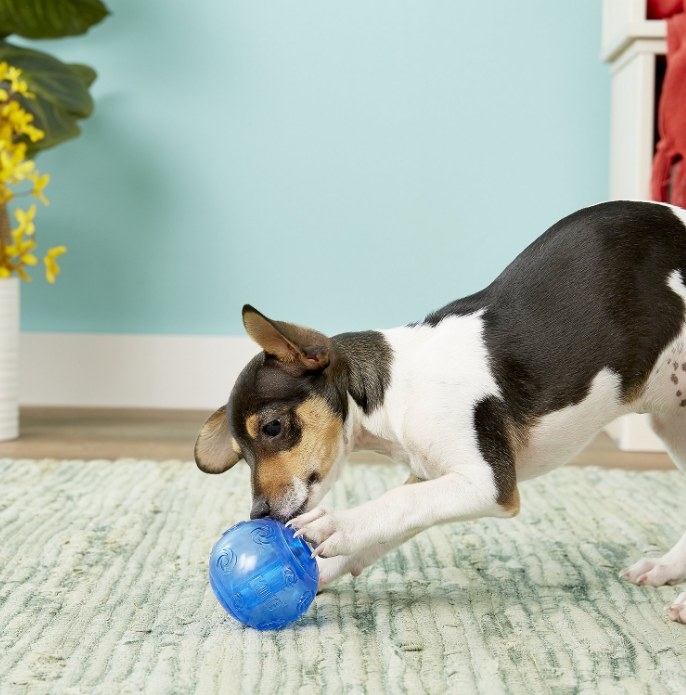 A squeaky dog toy for indoor and outdoor play