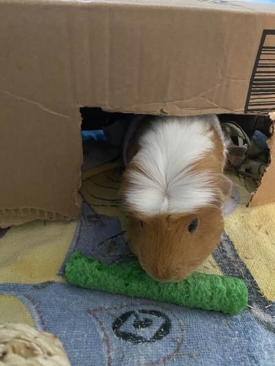 A reviewer&#x27;s image of a guinea pig with small animal chew treats made of corn and rice