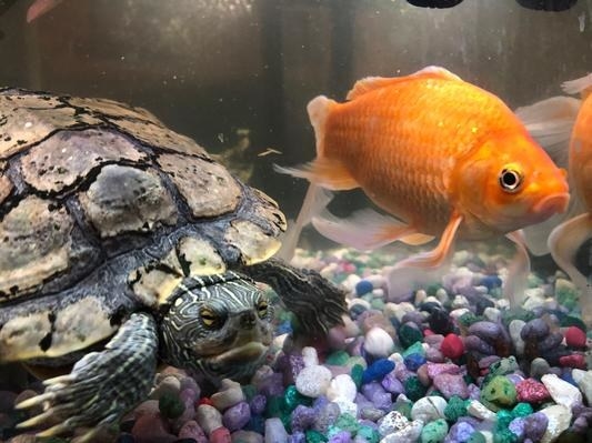 A reviewer&#x27;s image of a turtle and a goldfish inside a tank treated with aquarium water conditioner