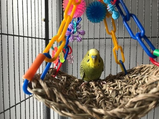 A reviewer's image of a bird sitting on top of a flying trapeze toy