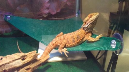 A reviewer&#x27;s image of a bearded dragon sitting on a suspended hammock