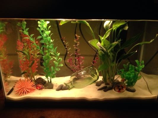 A reviewer&#x27;s image of a fish tank with terrarium sand inside