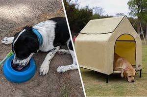 dog eating out of a bowl, dog in a tent