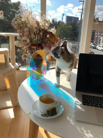 Reviewer's vase on table next to cat, tea cup, and laptop