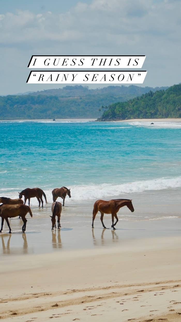 Horses playing on the beach in Indonesia