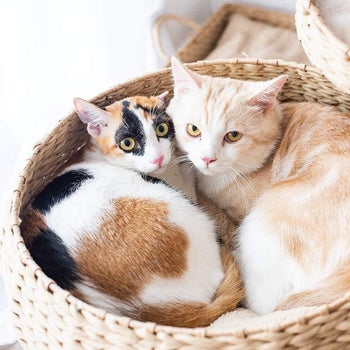 two cats snuggling in one bowl