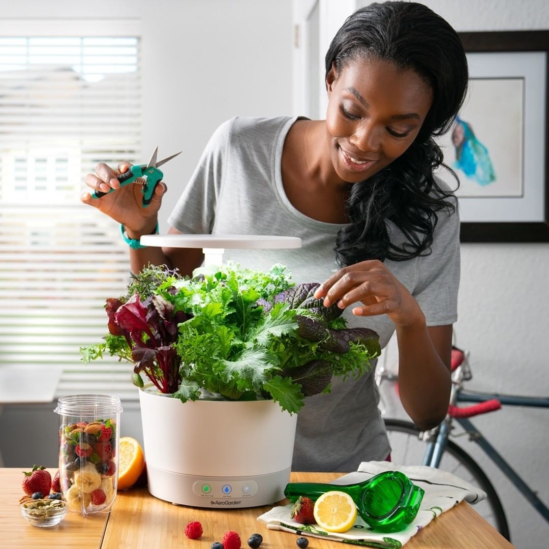 someone trimming some of the fresh produce in their aerogarden